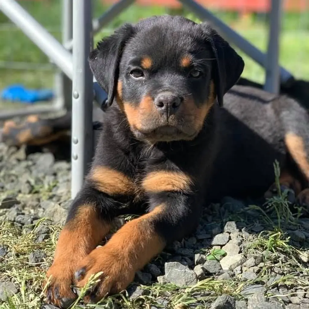 Rottweiler miniatura 3