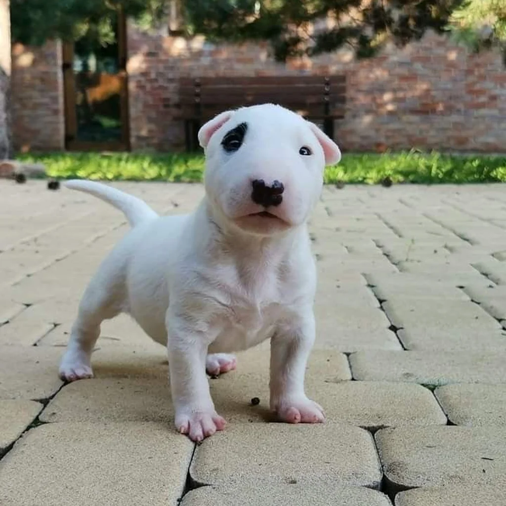 Bull Terrier miniatura 3