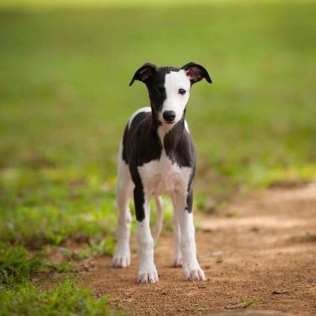 Whippet miniatura 3