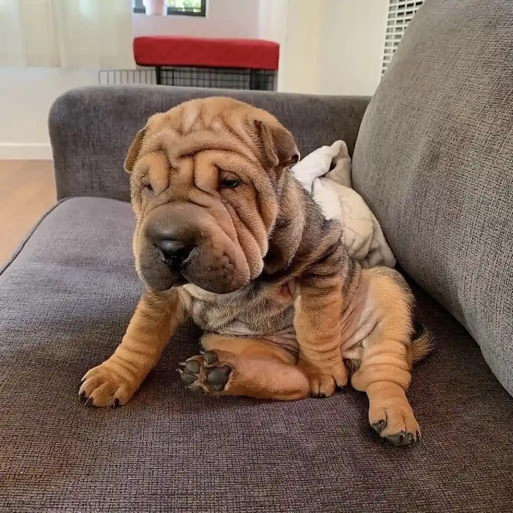 Shar Pei miniatura 3