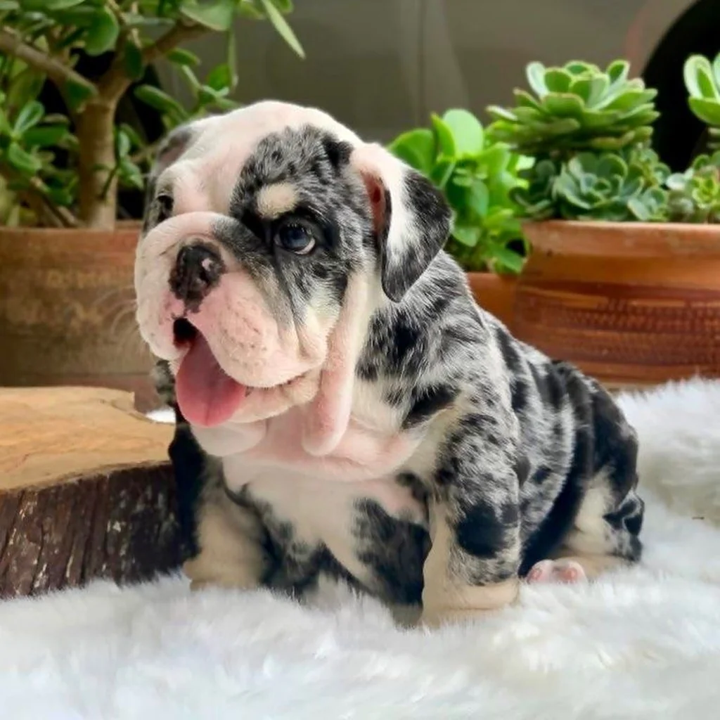 Bulldog Inglés miniatura 2