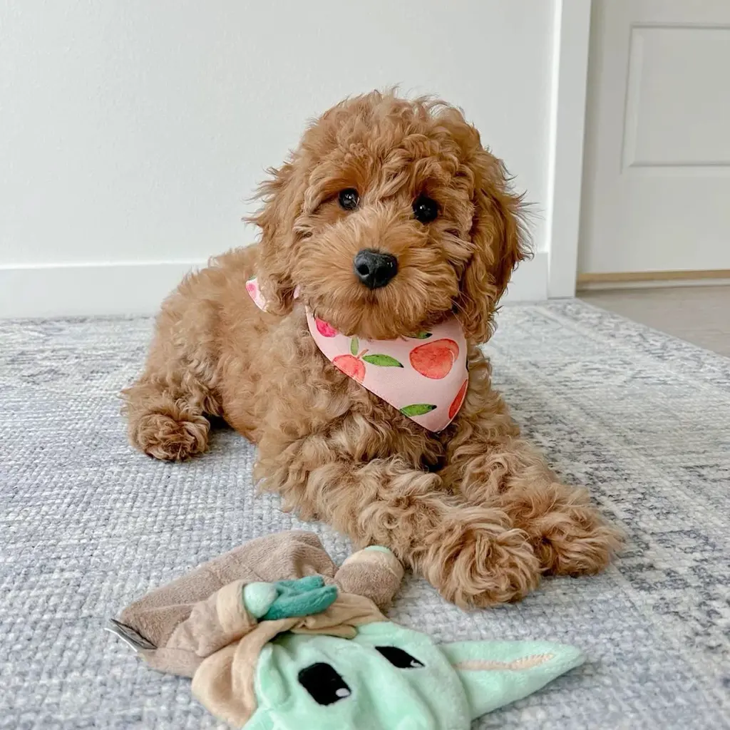Goldendoodle miniatura 4