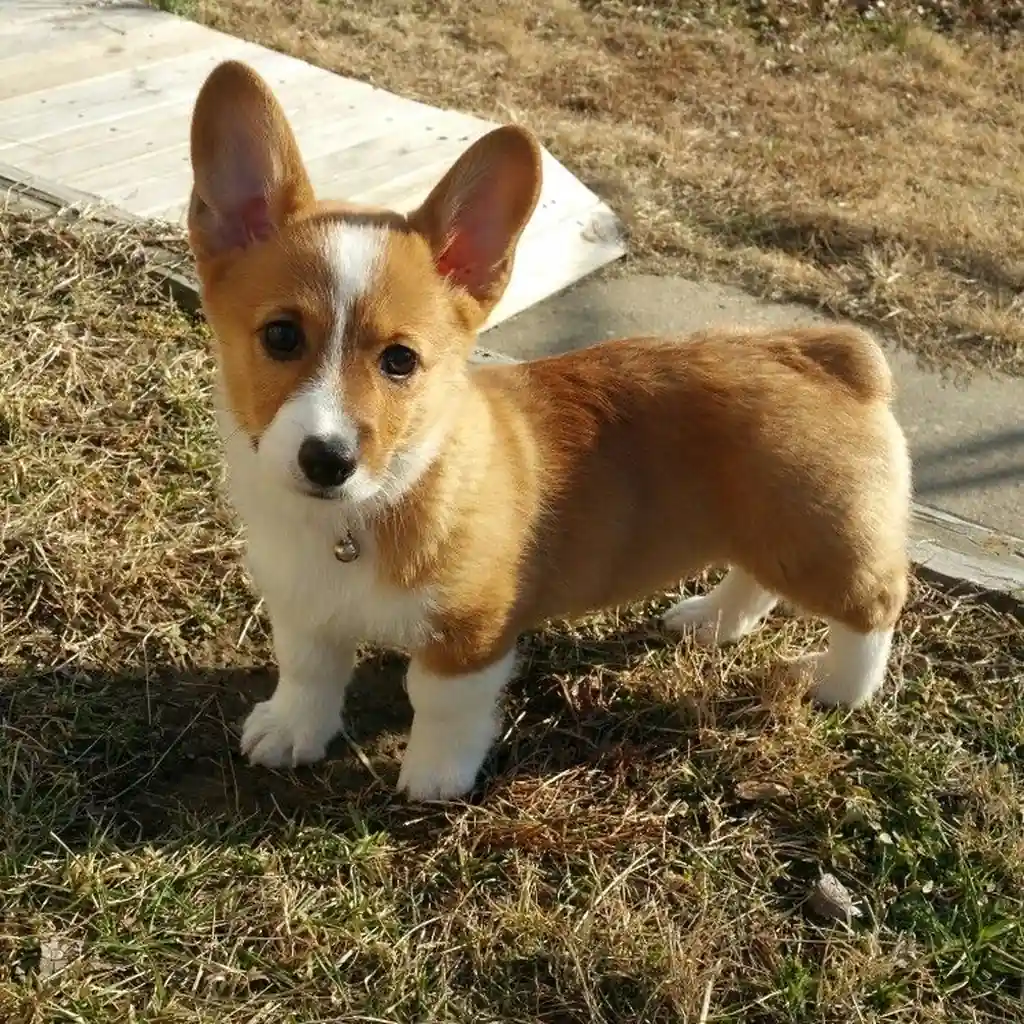Cachorro Corgi en venta