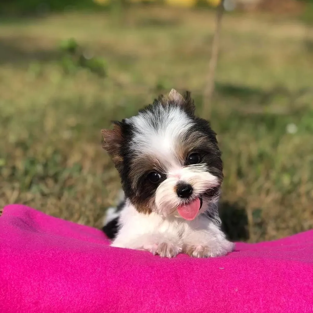 Yorkie Biewer Terrier miniatura 3