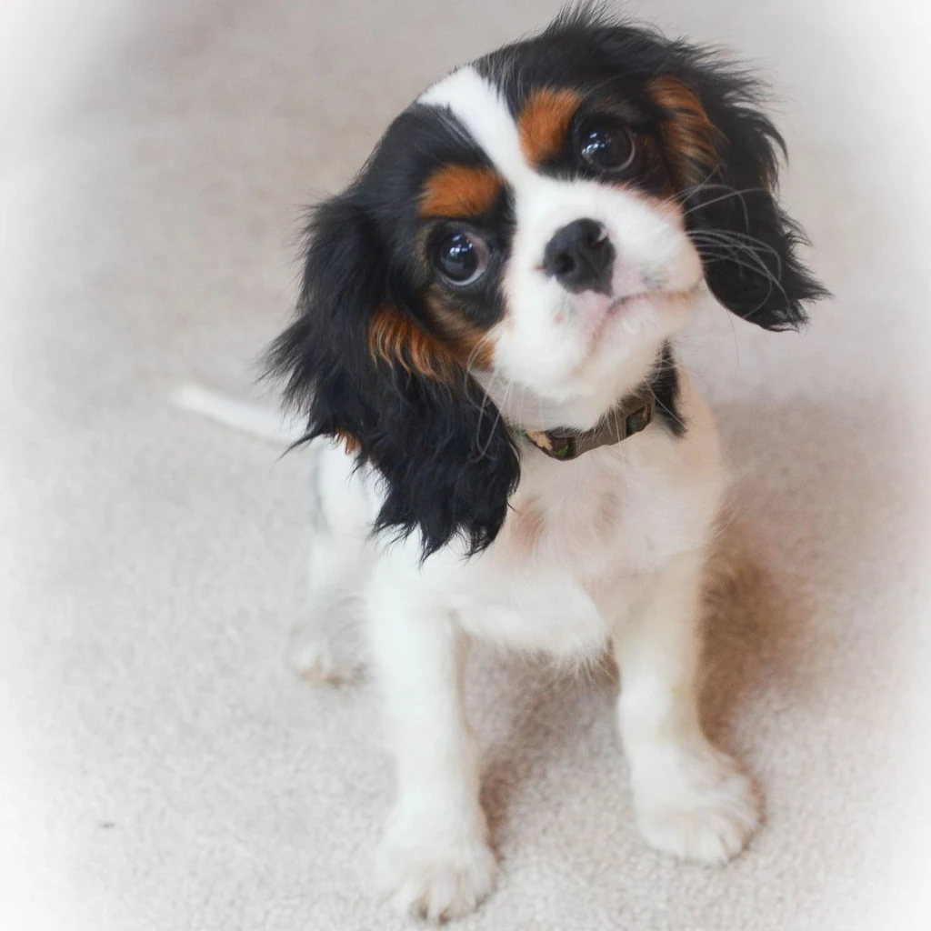 Cavalier King Charles miniatura 4