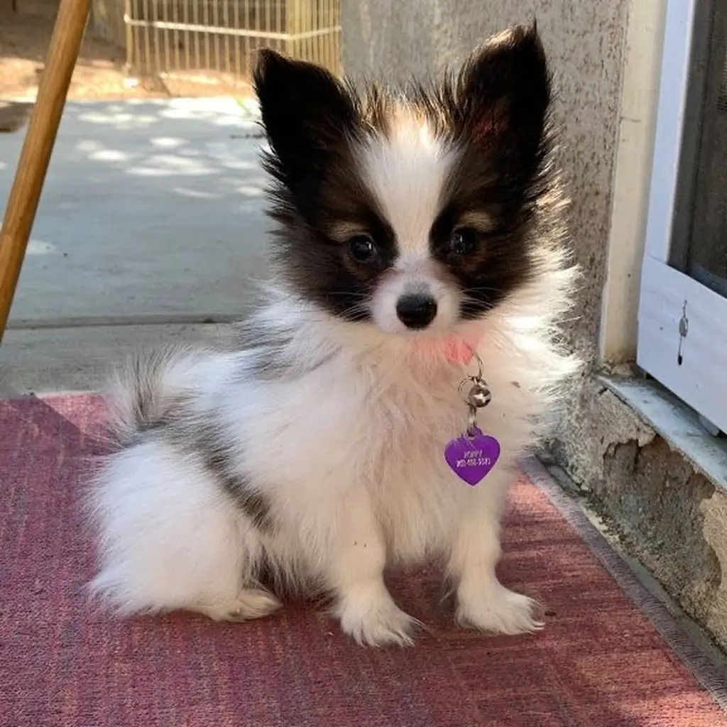 Lhasa Apso miniatura 3