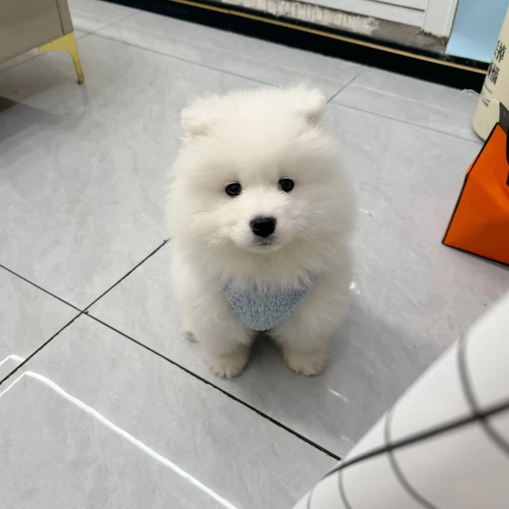 Samoyedo miniatura 4