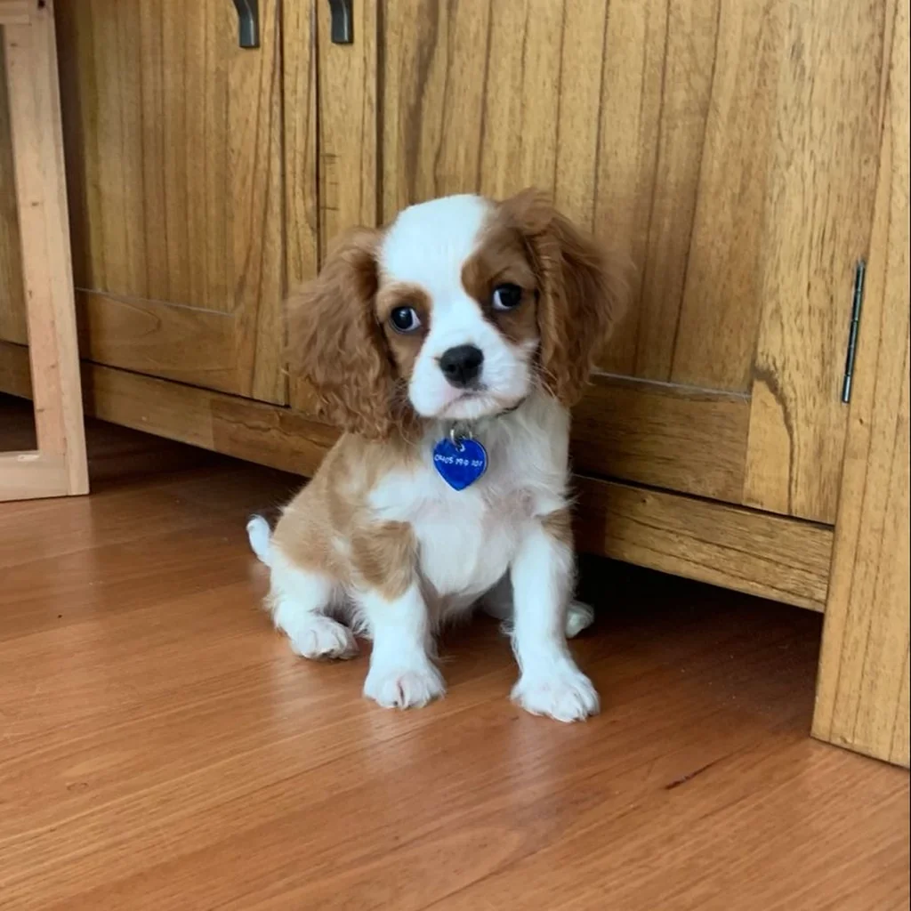 Cavalier King Charles miniatura 3