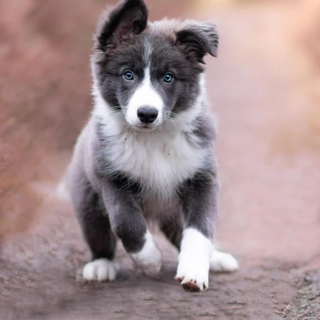 Border Collie miniatura 3