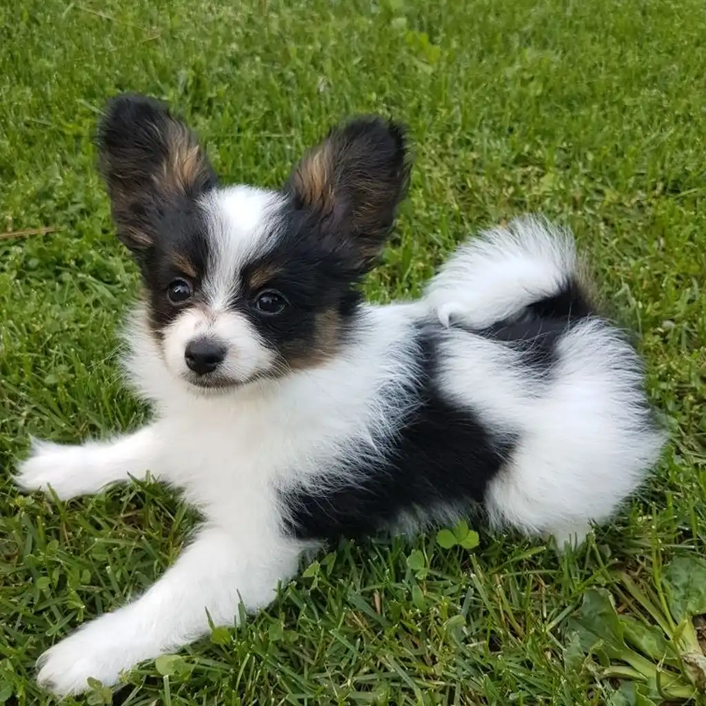 Lhasa Apso miniatura 2