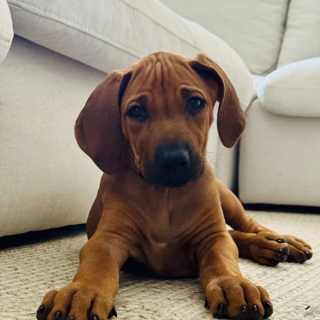 Rhodesian Ridgeback miniatura 3