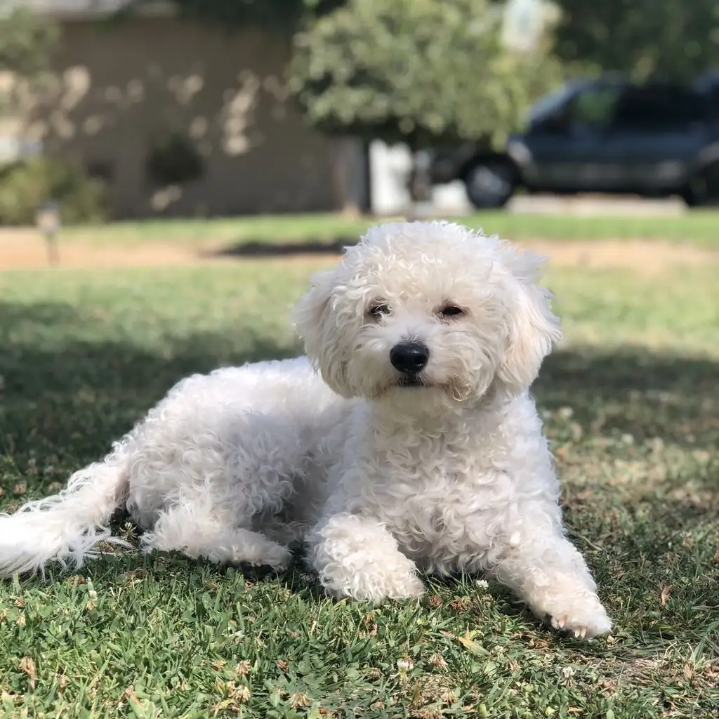 French Poodle foto 1