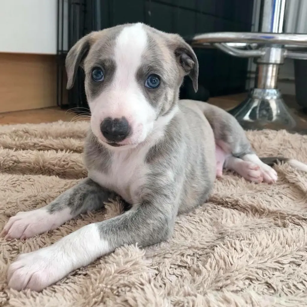 Whippet miniatura 2