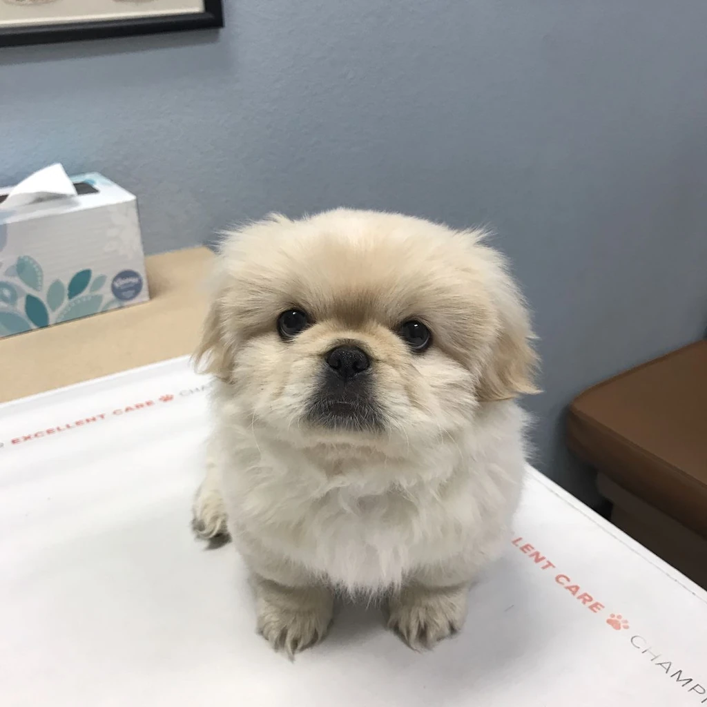 Pekinés miniatura 4