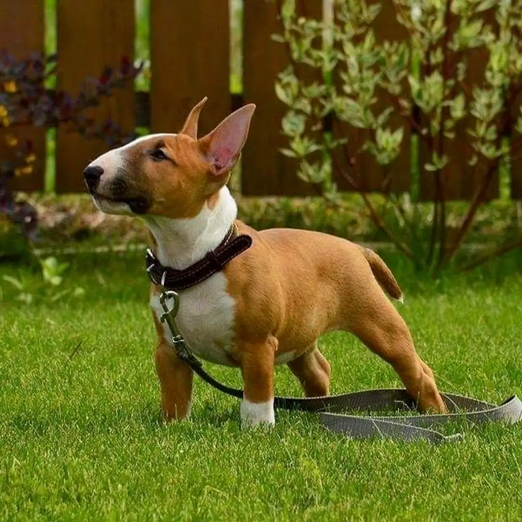 Bull Terrier foto 1