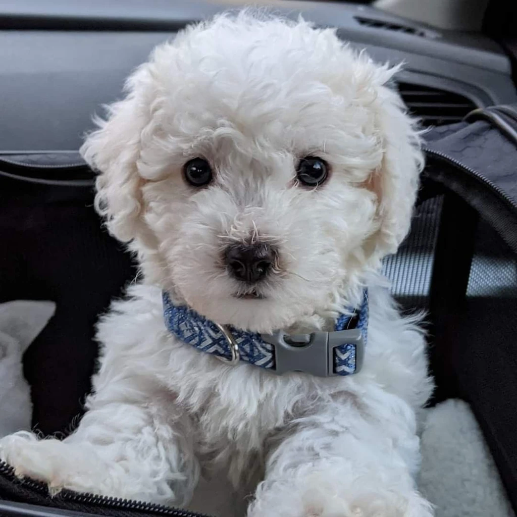 French Poodle miniatura 3