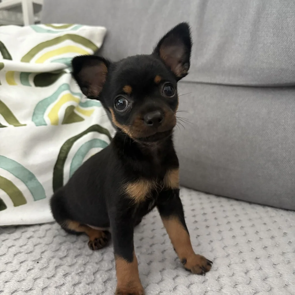 Pinscher Miniatura miniatura 2
