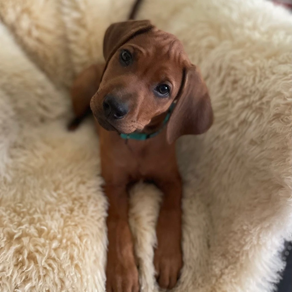 Rhodesian Ridgeback miniatura 4