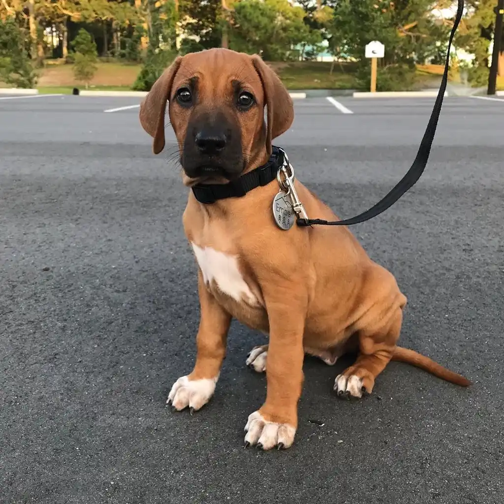 Rhodesian Ridgeback miniatura 2