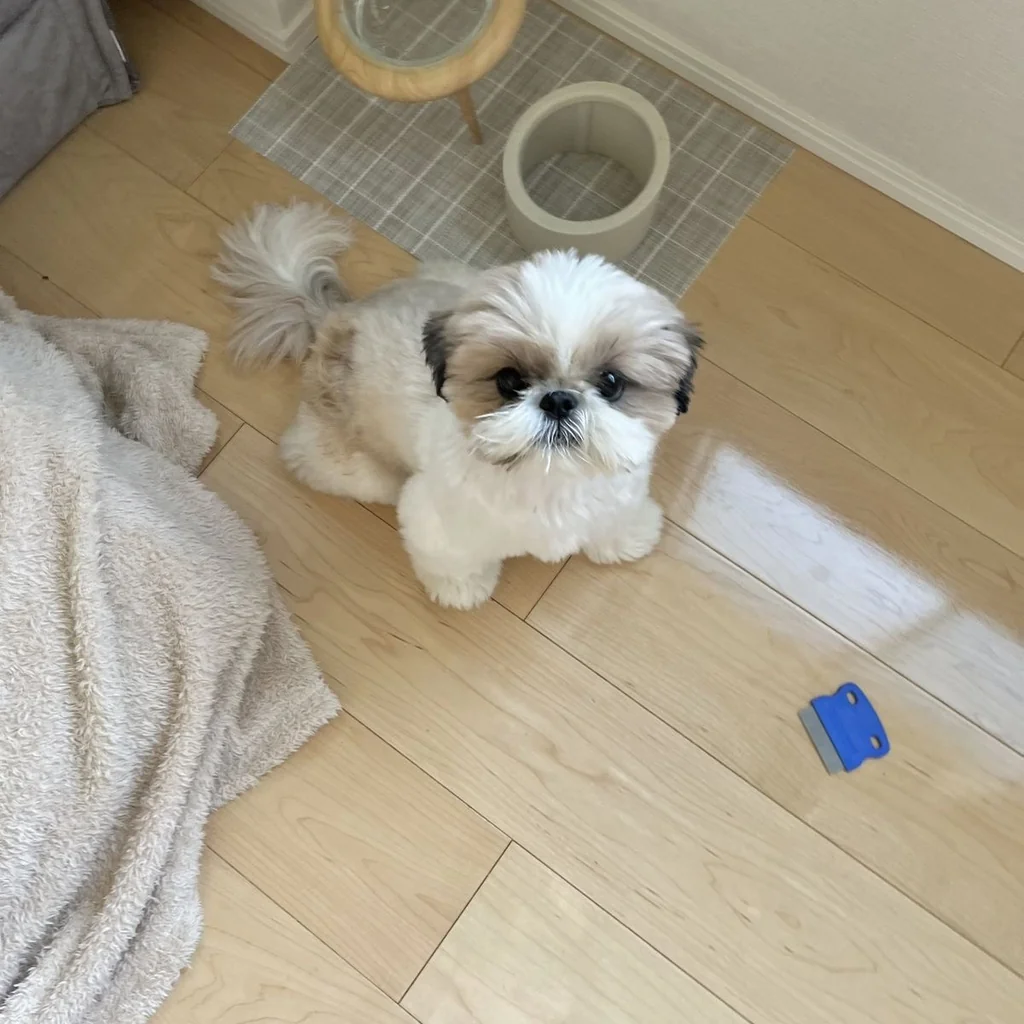 Shih Tzu miniatura 3