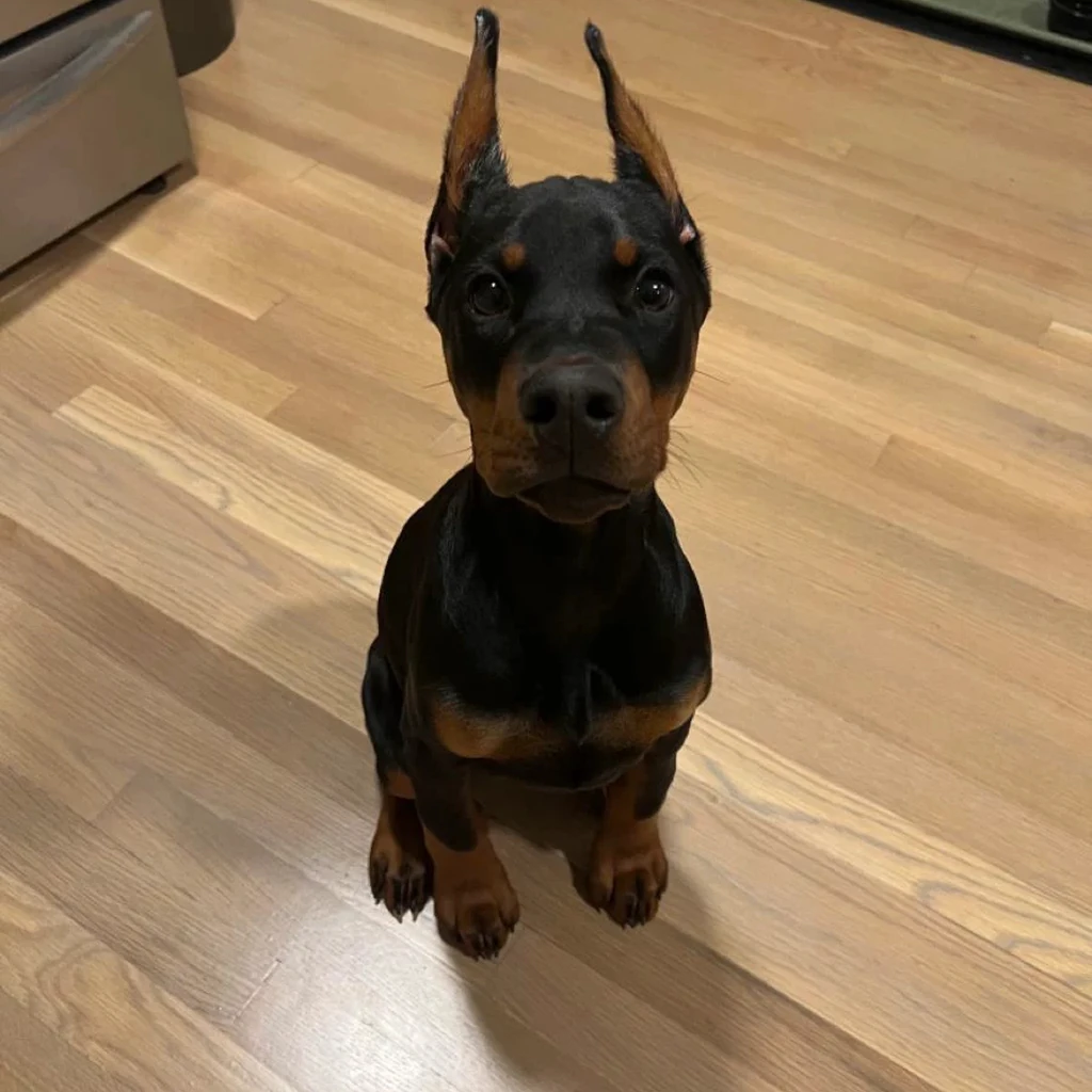 Doberman miniatura 2