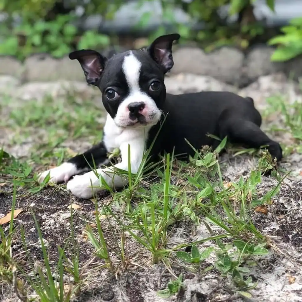 Boston Terrier miniatura 2