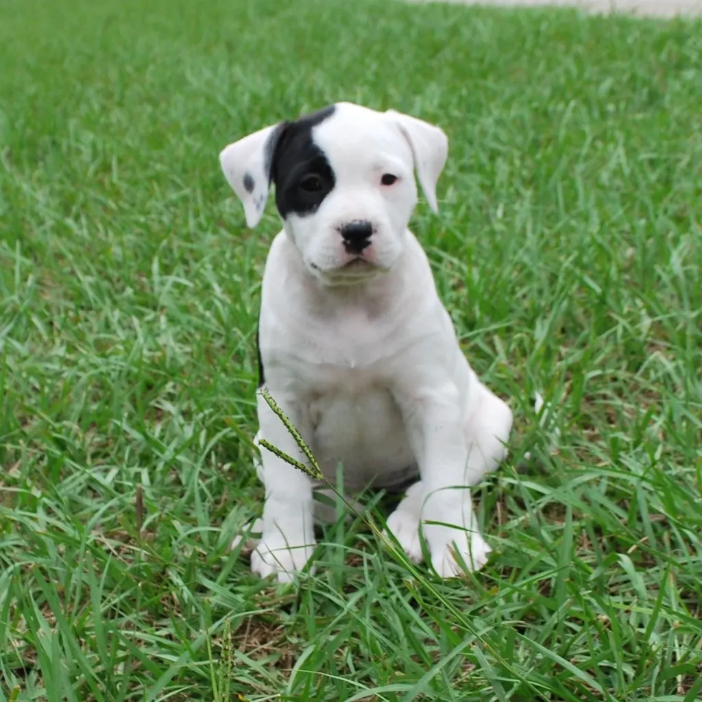 Cachorro Dogo Argentino en venta