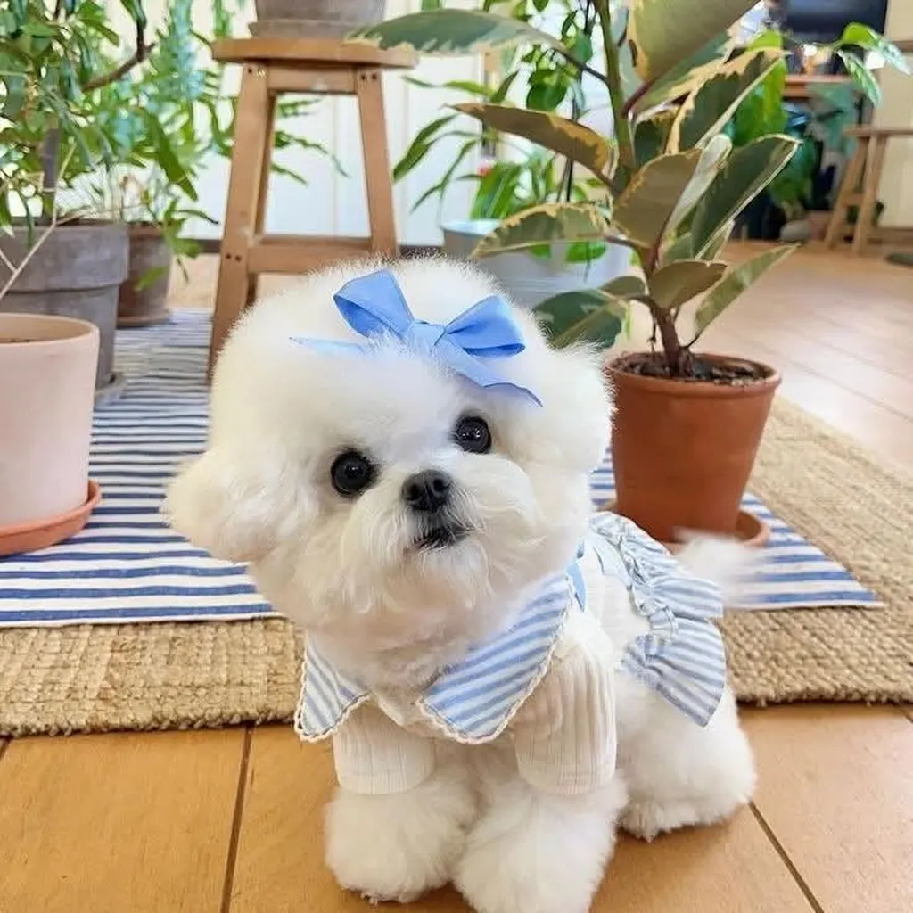 Bichón Frisé miniatura 2