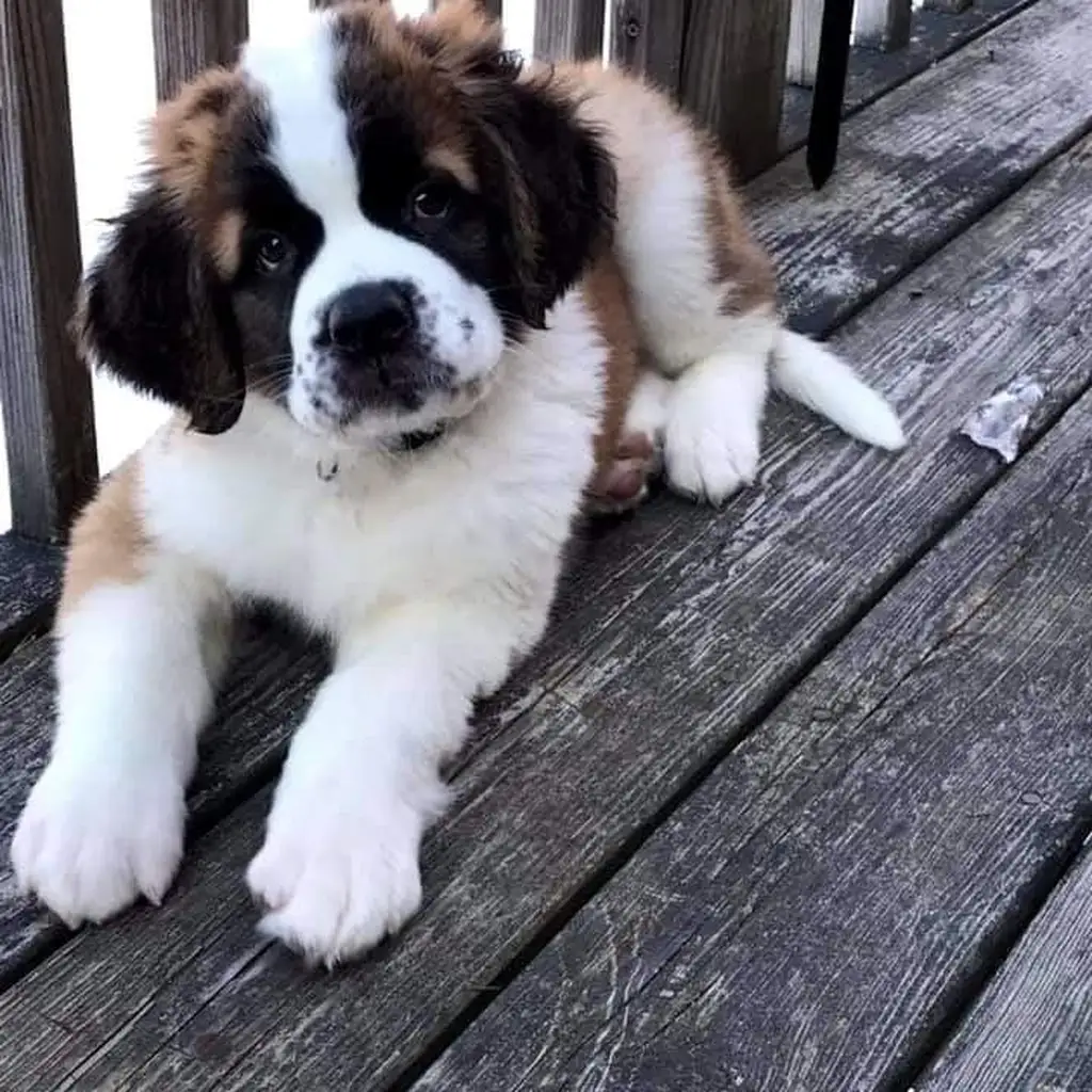 Cachorro San Bernardo en venta