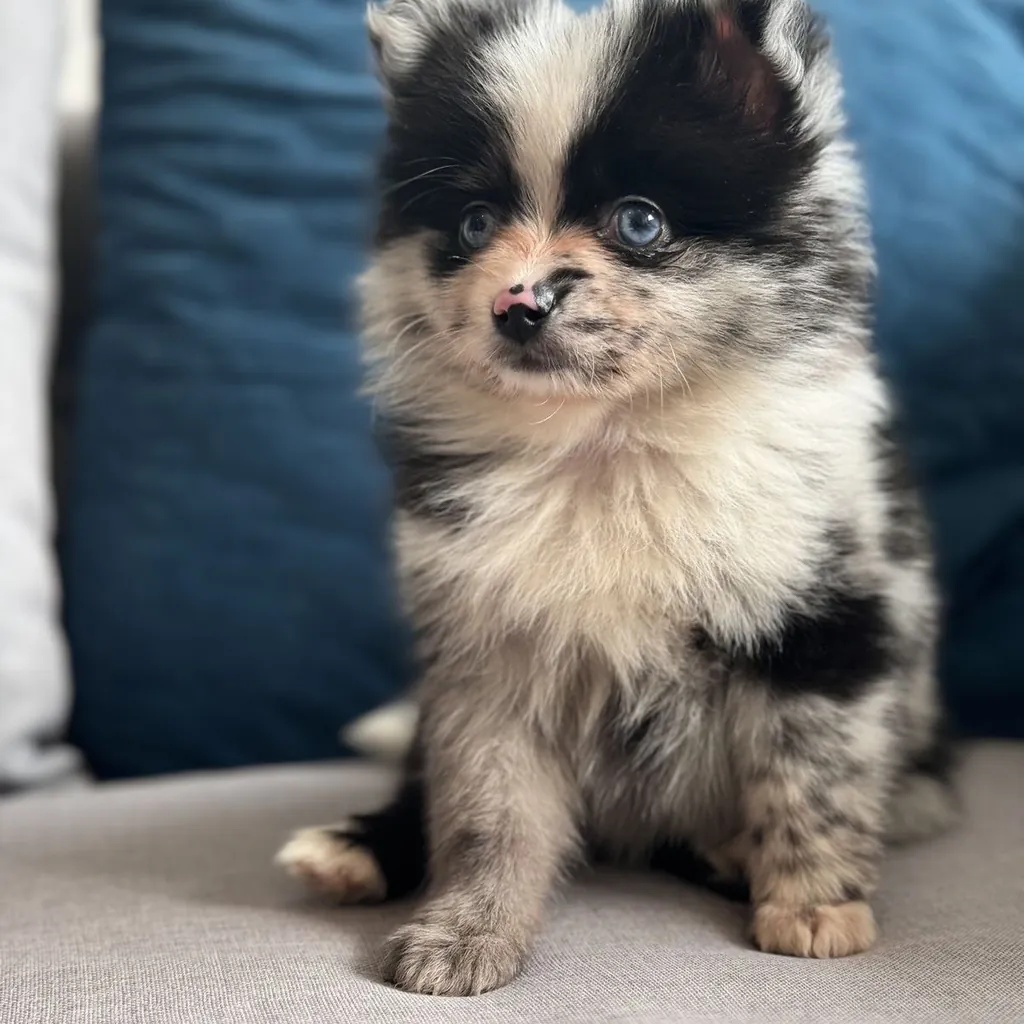 Pomsky miniatura 4