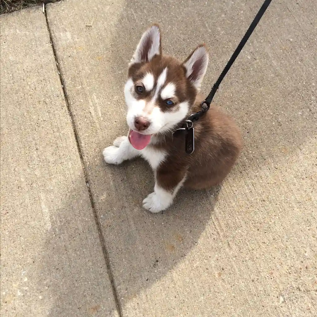 Husky Siberiano miniatura 3